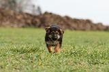 BERGER ALLEMAND 1139